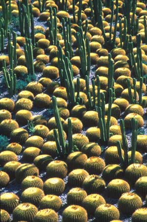 Cactus, The Getty Museum, California 